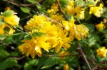 KERRIA JAPONICA 'FLORE PLENA'