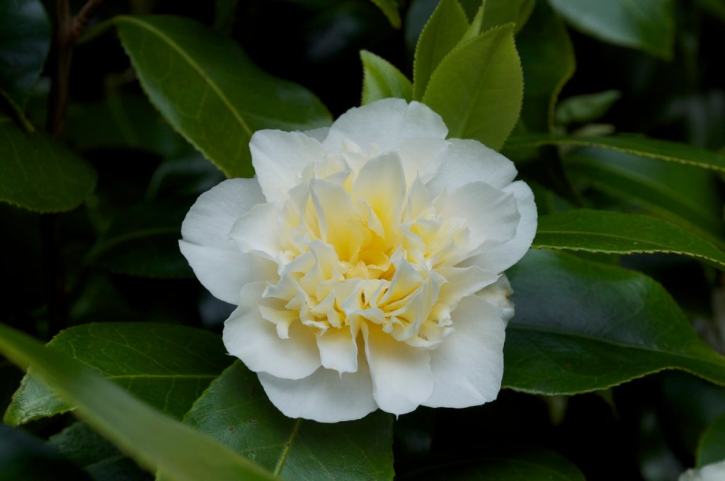 CAMELLIA 'BRUSHFIELD'S YELLOW'