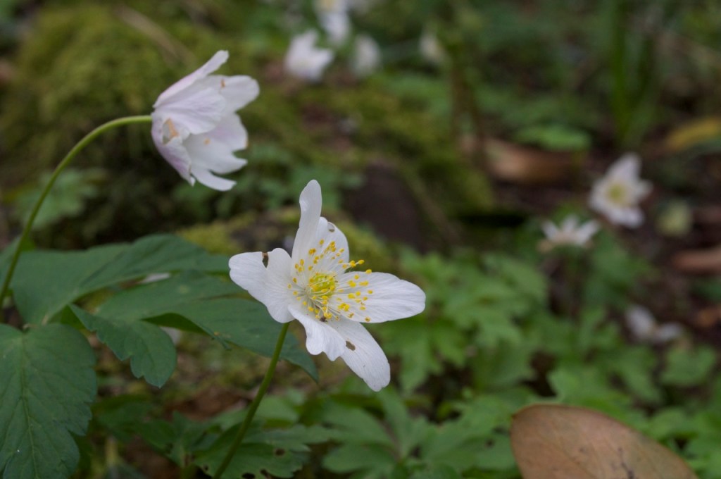 ANEMONE NEMOROSA