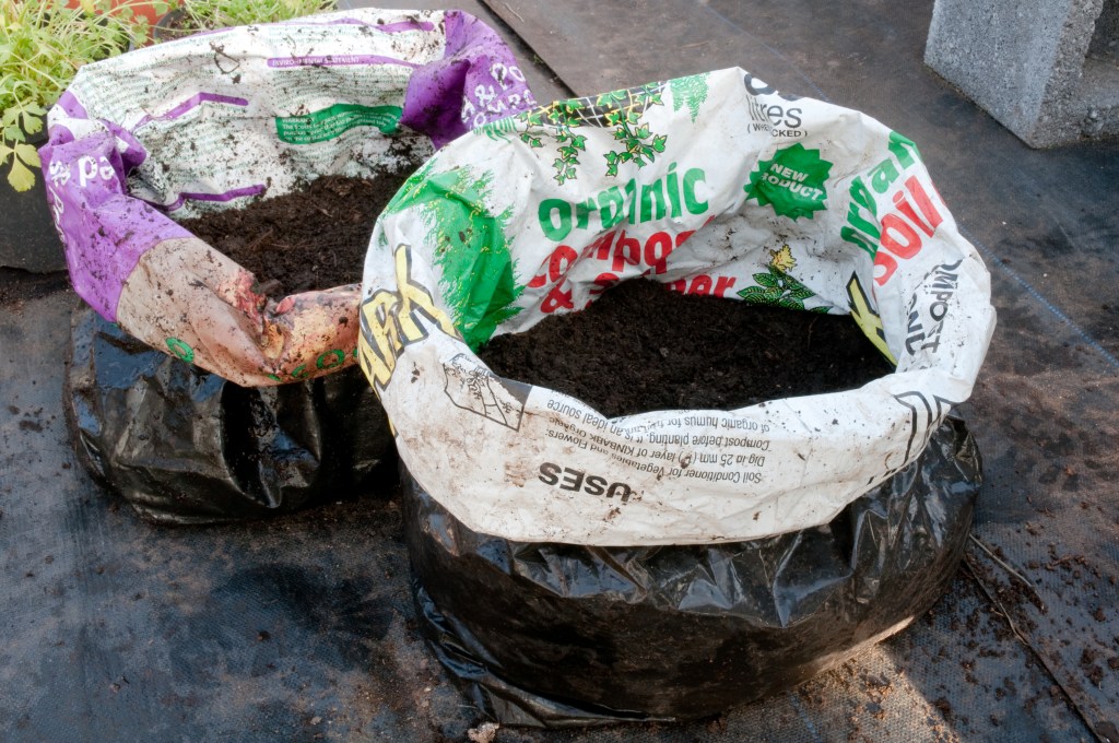 PLANTING POTATOES IN BAGS- 10 CM LAYER OF COMPOST IN BAGS 