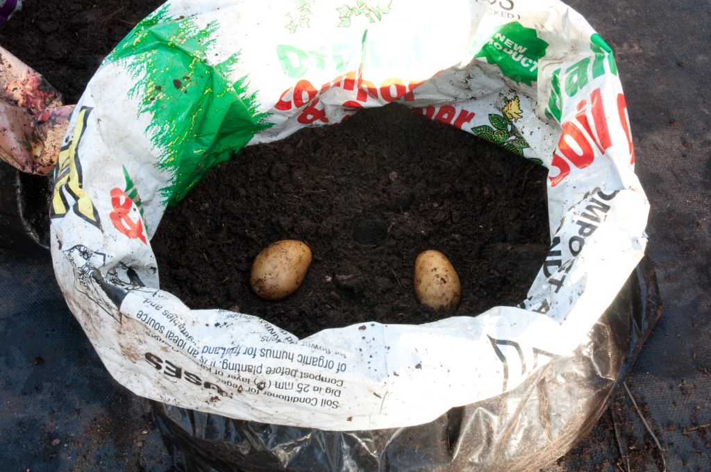 PLANTING POTATOES IN BAGS- TUBERS PLACED ON COMPOST