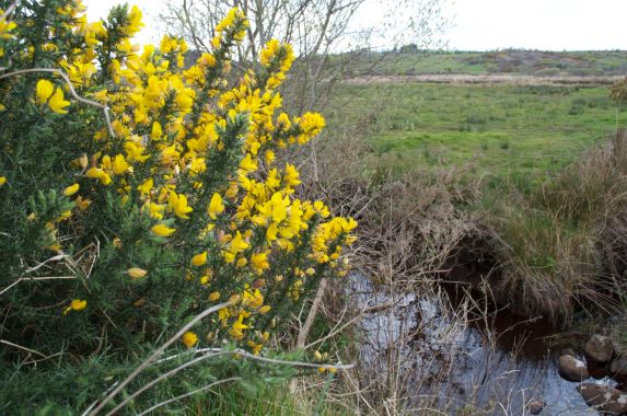 Gorse shrub flowering by the stream that runs behind our garden