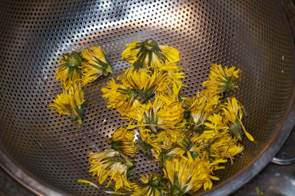 Dandelion flowers in the colander