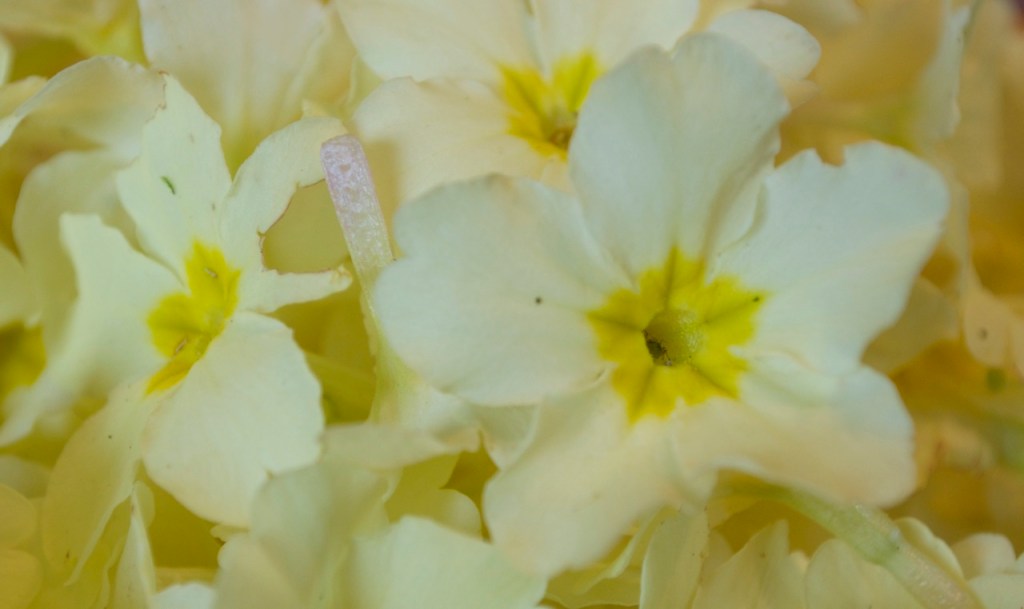Primrose flowers