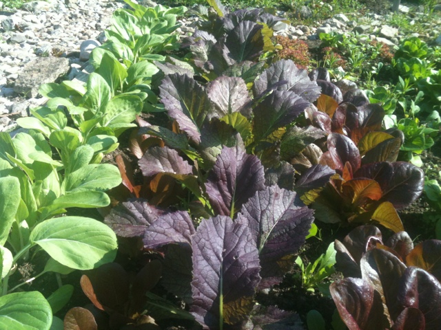 Red Mustard Leves (centre) in rows in salad bed