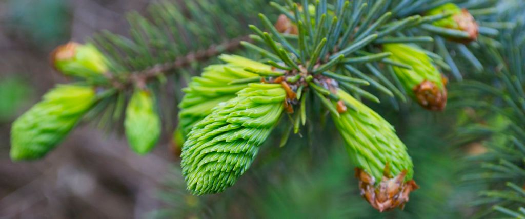 New spruce shoots