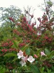 WEIGELIA JAPONICA
