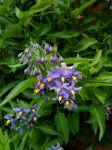 SOLANUM CRISPUM 'GLASNEVIN'