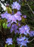 RHODODENDRON AUGUSTINII