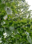 DAVIDIA INVOLUCRATA (HANDKERCHIEF TREE)