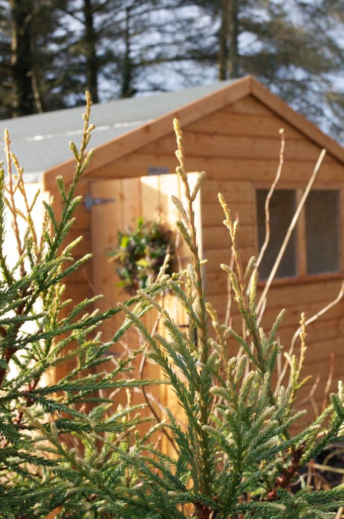 Sequoia sempervirens 'Adpressa'