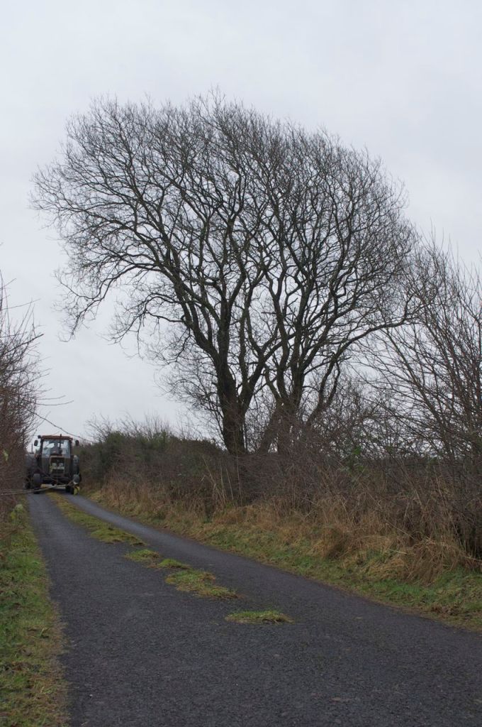 17th January - One Tree with traffic...
