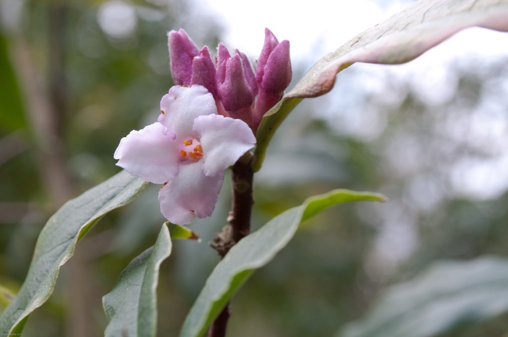 FLOWER AND BUDS OF DAPHNE BHOLUA 'JACQUELINE POSTIL'