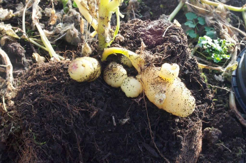 Tubers developing at the base of the plant grown from cuttings