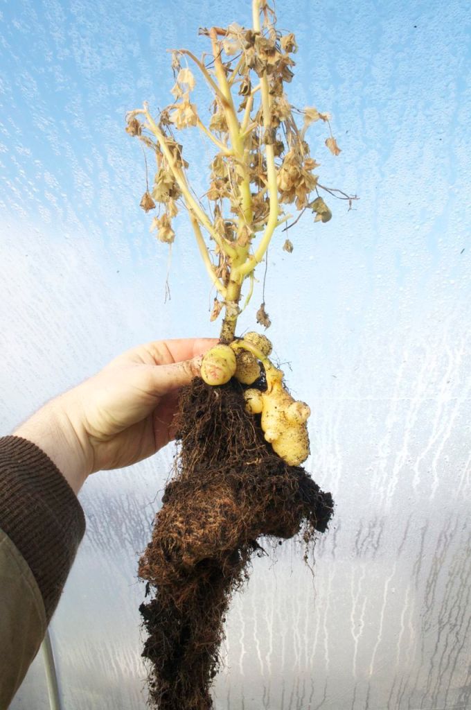 One of the Oca plants grown from cuttings