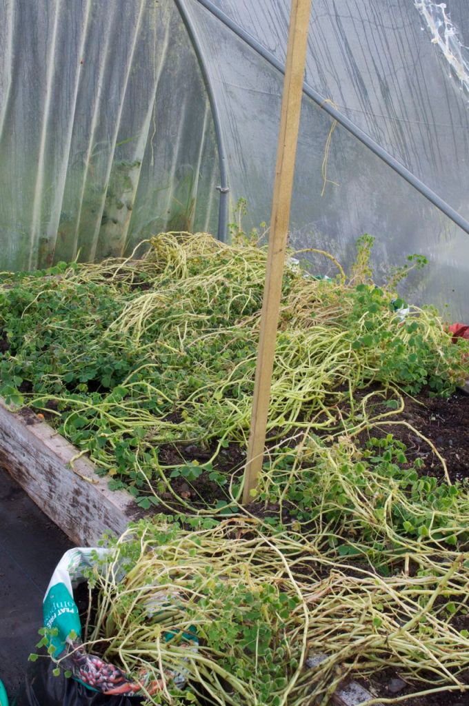 oca plants transferred into other tunnel- the long stems trailed onto the raised bed after the tomatoes had been cleared out