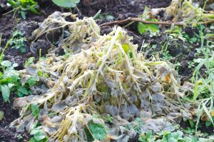 Frost in October killed outdoor Oca plants before their tubers developed