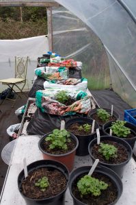Young Oca plants being potted up into compost bags