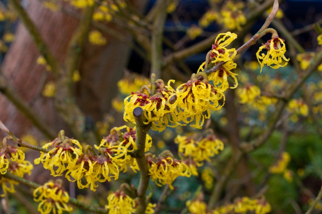 HAMAMELIS 'ARNOLD PROMISE'