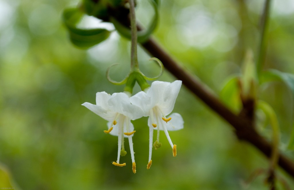 PAIR OF FLOWERS OF LONICERA FRAGRANTISSIMA