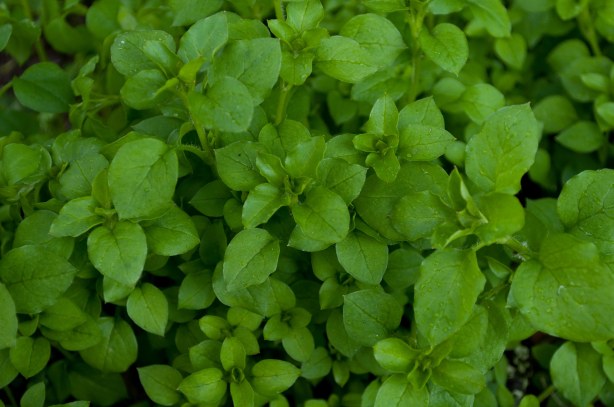 Chickweed -Stellaria media foliage