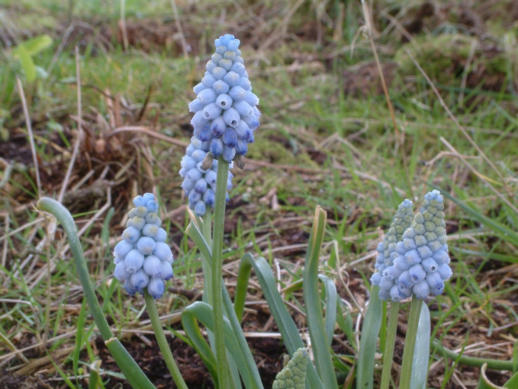 Muscari armeniacum 'Valerie Finnis' 