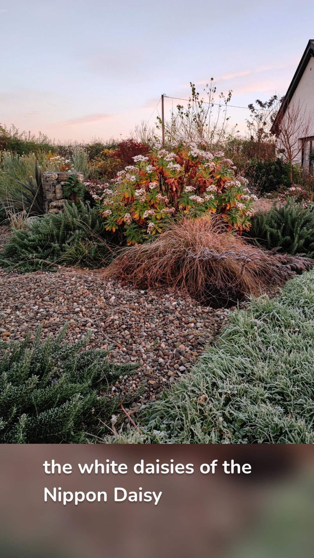 the white daisies of the Nippon Daisy